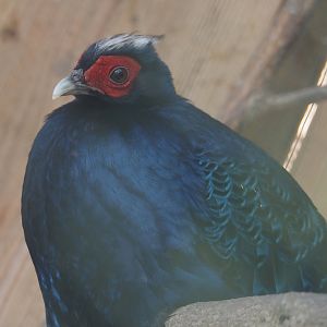 Vietnamese pheasant (Lophura edwardsi "hatinhensis"), 2025-04-12