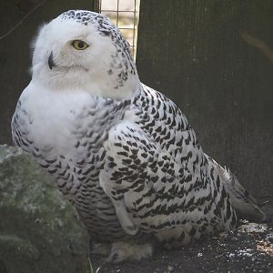 Snowy owl (Bubo scandiacus), 2025-04-12