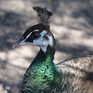 Blue peafowl hen (Pavo cristatus), 2025-04-12