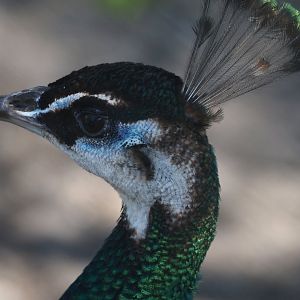 Blue peafowl hen (Pavo cristatus), 2025-04-12