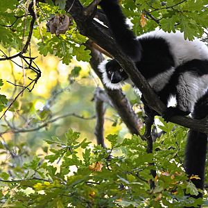 Black-and-white ruffed lemur