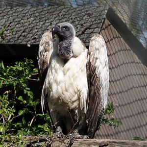 African white-backed vulture (Gyps africanus), 2025-04-12