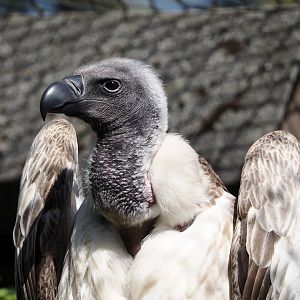 African white-backed vulture (Gyps africanus), 2025-04-12