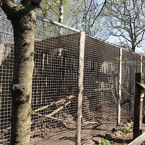 Dutch white-crested chicken aviary, 2025-04-12