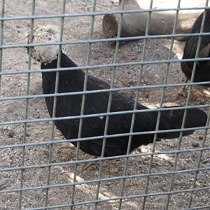 Dutch white-crested chicken (Gallus gallus domesticus), 2025-04-12