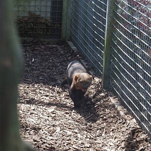 Tayra (Eira barbara), 2025-04-12