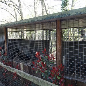 Striped skunk holding and shelter (Formerly Asian small-clawed otter), 2025-04-12