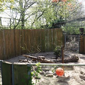 Striped skunk exhibit (Formerly Asian small-clawed otter), 2025-04-12