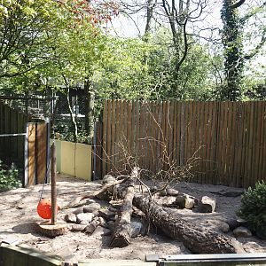 Striped skunk exhibit (Formerly Asian small-clawed otter), 2025-04-12