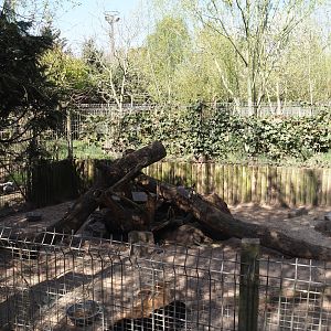 Domestic rabbit exhibit (Formerly striped skunk), 2025-04-12