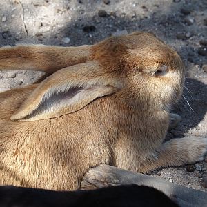 Domestic rabbit (Oryctolagus cuniculus domesticus), 2025-04-12