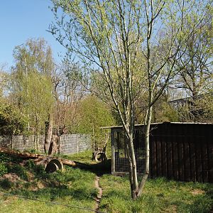 Striped hyena exhibit, 2025-04-12