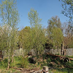 Striped hyena exhibit, 2025-04-12