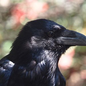Common raven (Corvus corax corax), 2025-04-12