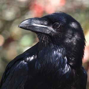 Common raven (Corvus corax corax), 2025-04-12