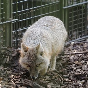 Corsac fox (Vulpes corsac), 2025-04-12