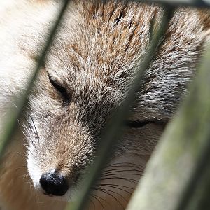 Corsac fox (Vulpes corsac), 2025-04-12