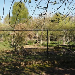 White-stork and Grey crowned crane aviary, 2025-04-12