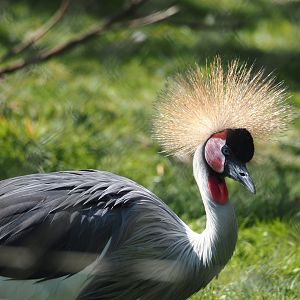 Eastern grey crowned crane (Balearica regulorum gibbericeps), 2025-04-12
