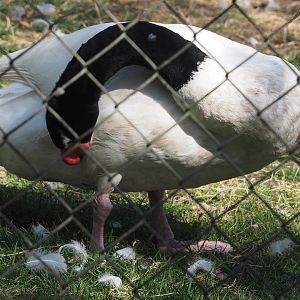 Black-necked swan (Cygnus melanocoryphus), 2025-04-12