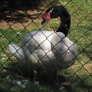 Black-necked swan (Cygnus melanocoryphus), 2025-04-12