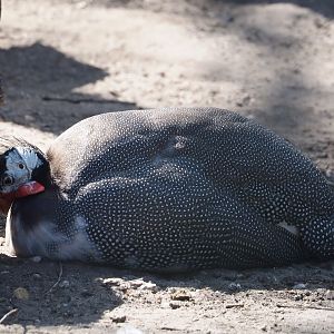 Domestic Helmeted guineafowl (Numida meleagris), 2025-04-12