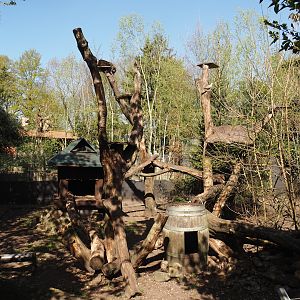 Raccoon exhibit, 2025-04-12