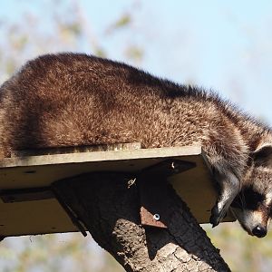 Raccoon (Procyon lotor), 2025-04-12