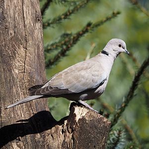 Wild Eurasian collared dove (Streptopelia decaocto), 2025-04-12