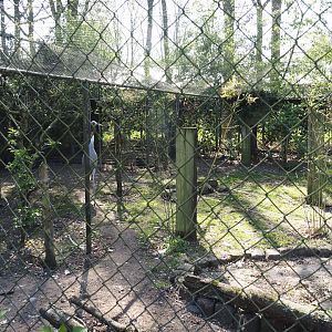 Sarus crane aviary, 2025-04-12