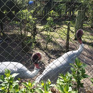 Sarus crane aviary, 2025-04-12