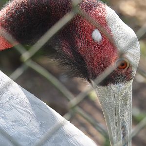 Indian sarus crane (Antigone antigone antigone), 2025-04-12