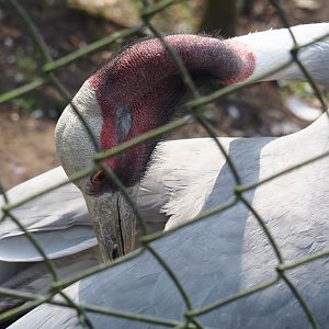 Indian sarus crane (Antigone antigone antigone), 2025-04-12