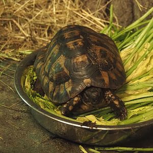 Spur-thighed tortoise (Testudo graeca), 2025-04-12