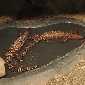 Mexican beaded lizards (Heloderma horridum horridum), 2025-04-12