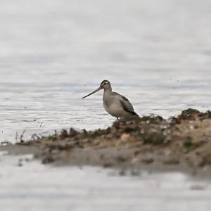 Bar-tailed godwit