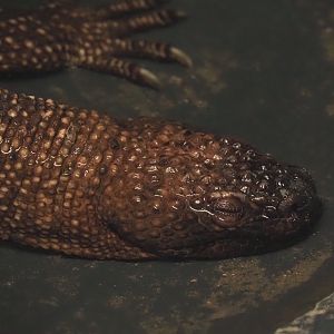 Mexican beaded lizard (Heloderma horridum horridum), 2025-04-12