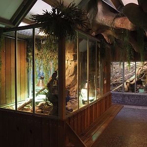 View on the animal attic - Uromastyx terrarium and Ring-tailed vontsira exhibit, 2025-04-12