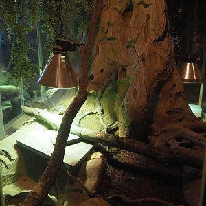 Ocellated Uromastyx terrarium, 2025-04-12