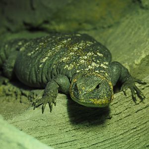Eyed dabb lizard or Ocellated Uromastyx (Uromastyx ocellata), 2025-04-12