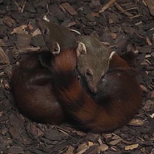 Eastern ring-tailed vontsiras (Galidia elegans elegans), 2025-04-12