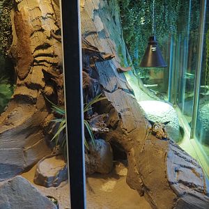 Round-eared elephant shrew exhibit, 2025-04-12