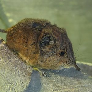 Round-eared elephant shrew (Macroscelides proboscideus), 2025-04-12