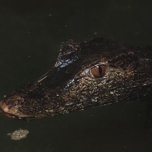 Cuvier's dwarf caiman (Paleosuchus palpebrosus), 2025-04-12