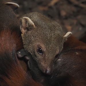 Eastern ring-tailed vontsira (Galidia elegans elegans), 2025-04-12