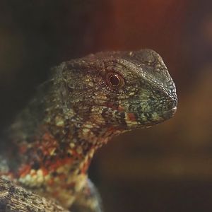 Vietnamese crocodile lizard (Shinisaurus crocodilurus vietnamensis), 2025-04-12