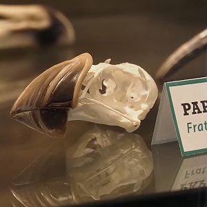 Atlantic puffin (Fratercula arctica) skull, 2025-04-12