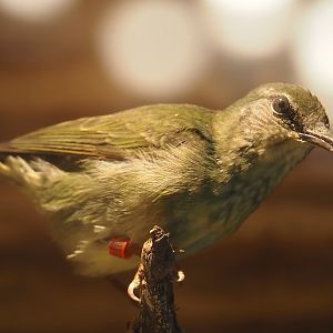 Taxidermy specimen Female red-legged honeycreeper (Cyanerpes cyaneus), 2025-04-12