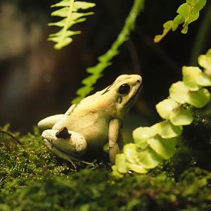 Golden poison dart frog (Phyllobates terribilis), 2025-04-12