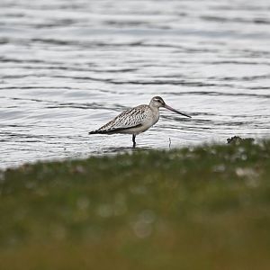 Bar-tailed godwit